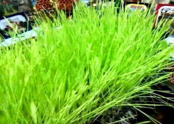 हरेला पर्व पर सार्वजनिक अवकाश घोषित