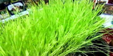 हरेला पर्व पर सार्वजनिक अवकाश घोषित