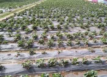 रुड़की में ओलावृष्टि, स्ट्राबेरी की फसल बर्बाद