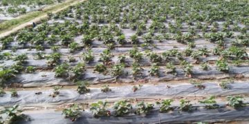 रुड़की में ओलावृष्टि, स्ट्राबेरी की फसल बर्बाद