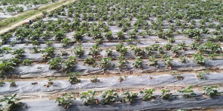रुड़की में ओलावृष्टि, स्ट्राबेरी की फसल बर्बाद