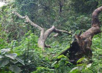 भूख ने सताया तो जंगल के रास्ते निकल पड़े मजदूर