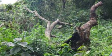 भूख ने सताया तो जंगल के रास्ते निकल पड़े मजदूर