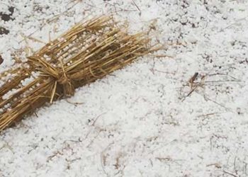 प्रतापनगर-घनसाली क्षेत्र में भारी ओलावृष्टि