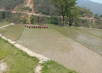 खेतों में शुरू हुई धान की रोपाई