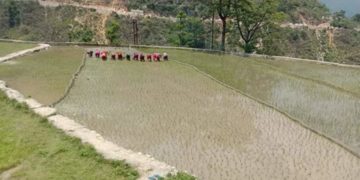 खेतों में शुरू हुई धान की रोपाई