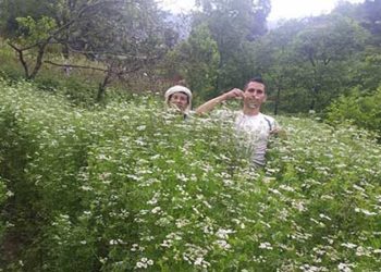 उत्तरकाशी के युवा टीकाराम सिंह की पहल