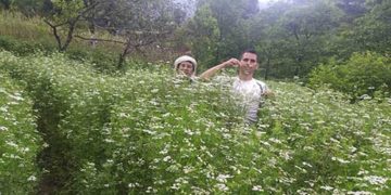 उत्तरकाशी के युवा टीकाराम सिंह की पहल