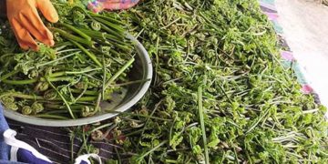 क्वारन्टाइन खत्म होते ही स्वरोजगार की मुहिम शुरू