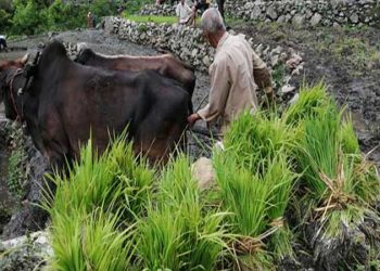 खेती के पुराने दिन लौटे