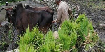 खेती के पुराने दिन लौटे