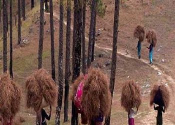 प्रति क्विंटल पिरूल के मिलेंगे इतने दाम