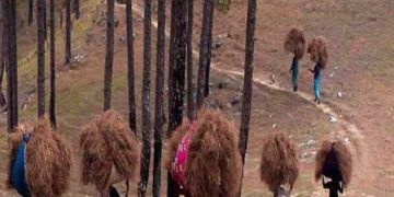 प्रति क्विंटल पिरूल के मिलेंगे इतने दाम