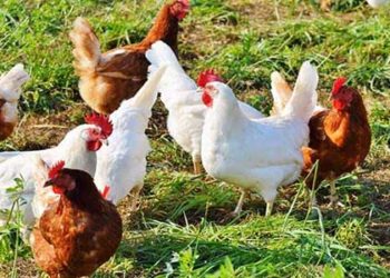 स्वरोजगार: टिहरी के युवा इन नंबरों पर करें संपर्क