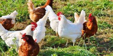 स्वरोजगार: टिहरी के युवा इन नंबरों पर करें संपर्क