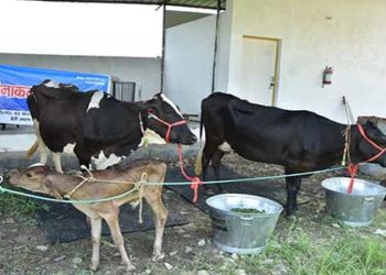 20 हजार दुधारू पशु क्रय करने का लक्ष्य