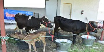 20 हजार दुधारू पशु क्रय करने का लक्ष्य