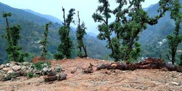 पेड़ों के कटान पर चांजी के ग्रामीणों में आक्रोश