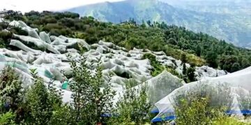 एंटी हेलनेट से बचेंगी सेब और औद्यानिकी फसलें