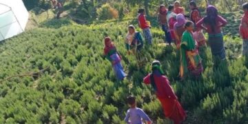 हर्बल खेती से बंजर खेत उगलेंगे सोना