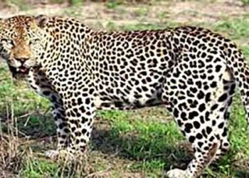 गुलदार के आतंक से दहशत