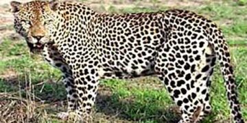 गुलदार के आतंक से दहशत