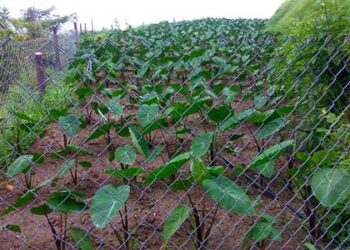 खेती को जानवरों से बचाने तार-बाड़ योजना शुरू