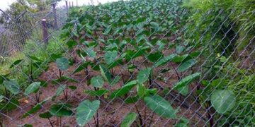 खेती को जानवरों से बचाने तार-बाड़ योजना शुरू