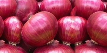 प्याज के दामों पर अंकुश लगाने निर्यात पर रोक