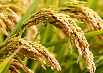 CM ने की खरीफ खरीद सत्र 2020-21 की समीक्षा