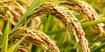 CM ने की खरीफ खरीद सत्र 2020-21 की समीक्षा