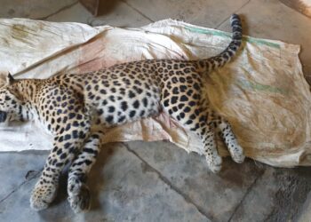 बच्‍चे को निवाला बनाने वाला गुलादार ढेर