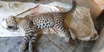 बच्‍चे को निवाला बनाने वाला गुलादार ढेर