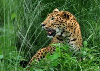 गुलदार का आतंक, कल नरेंद्र नगर में बच्ची को बनाया निवाला