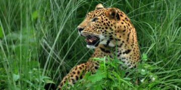 गुलदार का आतंक, कल नरेंद्र नगर में बच्ची को बनाया निवाला