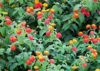 वन क्षेत्र से लैंटाना/कुरी हटाने के निर्देश