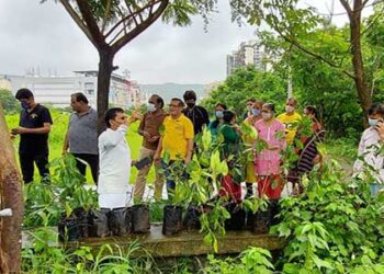 खारघर में लगाए गए जामुन के पेड़