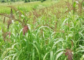 मुनस्यारी की राजमा को मिला जीआई टैग, अब कोदा झंगोरा की बारी