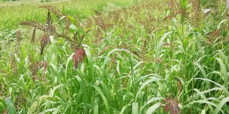 मुनस्यारी की राजमा को मिला जीआई टैग, अब कोदा झंगोरा की बारी