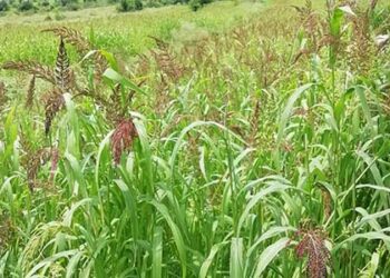 झंगोरा उत्पादन में टिहरी जिला रहा प्रदेश में प्रथम