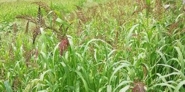 झंगोरा उत्पादन में टिहरी जिला रहा प्रदेश में प्रथम