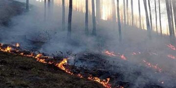 वन विभाग और जागरूक लोगों ने बुझाई मैधार गांव के निकट लगी आग