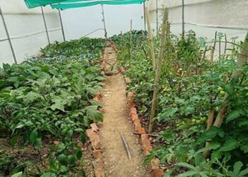 पाली हाउस सब्जी उत्पादन से खुलेंगे आर्थिकी के द्वार