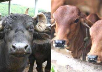 05 नवम्बर तक गाय, भैंसों को दूसरे जनपदों में ले जाने पर रोक