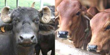 05 नवम्बर तक गाय, भैंसों को दूसरे जनपदों में ले जाने पर रोक