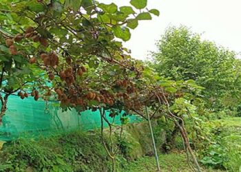 लाखों रुपए की आय दे सकता है कीवी फल, गोणी-बांदर भी नहीं पहुंचाते नुकसान
