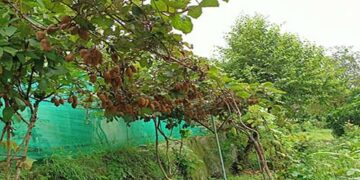 लाखों रुपए की आय दे सकता है कीवी फल, गोणी-बांदर भी नहीं पहुंचाते नुकसान