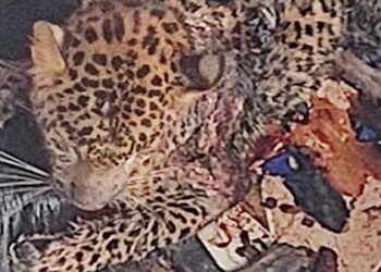 जब आयी गर्दश की फेर, कुत्ते की चैन में फंस गया ‘शेर’