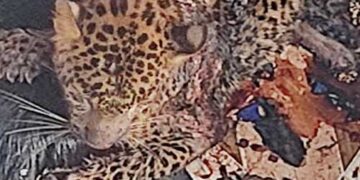 जब आयी गर्दश की फेर, कुत्ते की चैन में फंस गया ‘शेर’