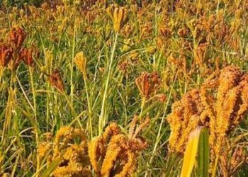 इन केंद्रों पर बेच सकते हैं कोदा, झंगोरा, सोयाबीन, चौलाई